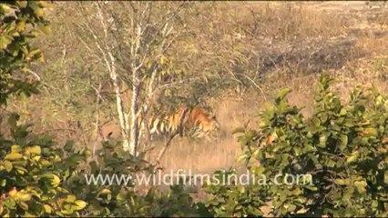 1350.Indian Tiger in Bandhavgarh grassland.mov