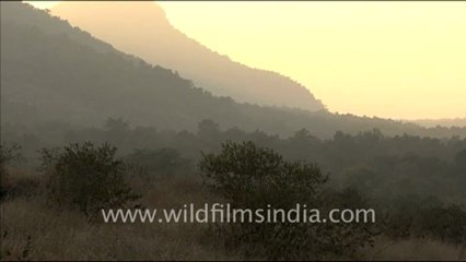 1354.Early morning misty forest of Bandhavgarh.mov