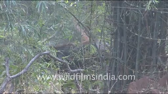 1358.Sambhar in Bandhavgarh National Park.mov