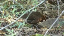 1359.Red Junglefowl female at Bandhavgarh National Park.mov