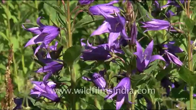 1374.Jacob's ladder, Valley of flowers in uttarakhand.mov