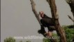 138. White backed Vultures in India.mp4