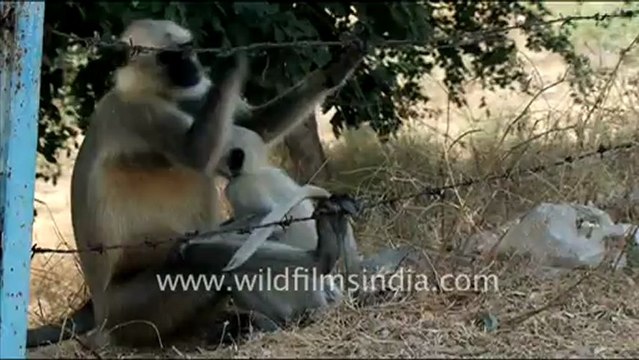 1401.Langurs in Rajasthan.mov