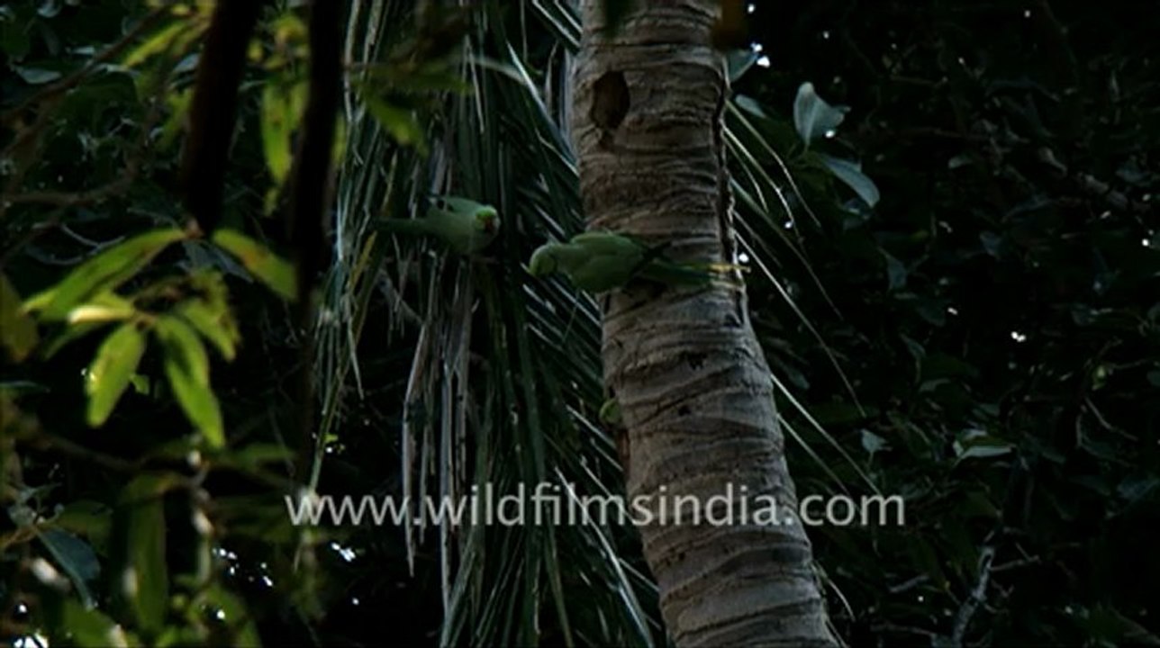 1417.Parakeets in Jaisamand Wildlife Sanctuary, Rajasthan.mov