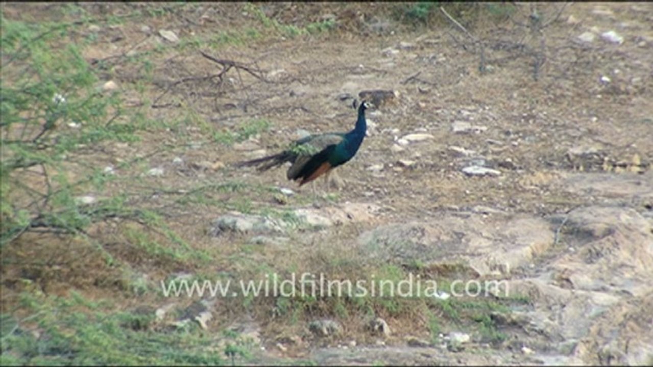 1421.Peafowl in Jaisamand Wildlife Sanctuary.mov