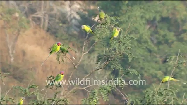 1428.Blossom headed Parakeets in Jaisamand, Rajasthan.mov
