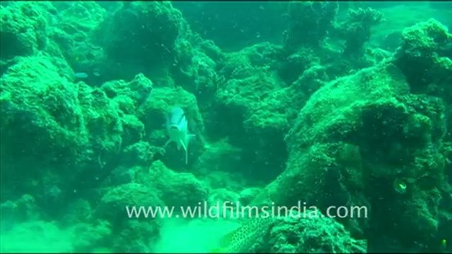 1443.Goat Fish in Andaman.mov