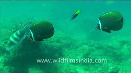 1444.Butterfly Fish, Andaman.mov