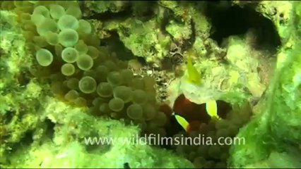 1451.Clown Fish in Andaman.mov