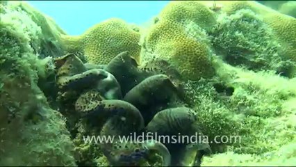 1453.Brown and Blue Clam.mov