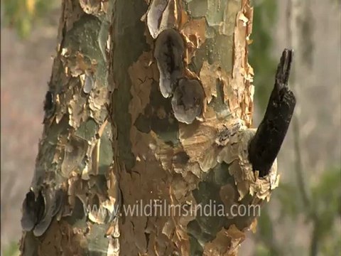 1460.Sariska - Road to Kankwari.mov