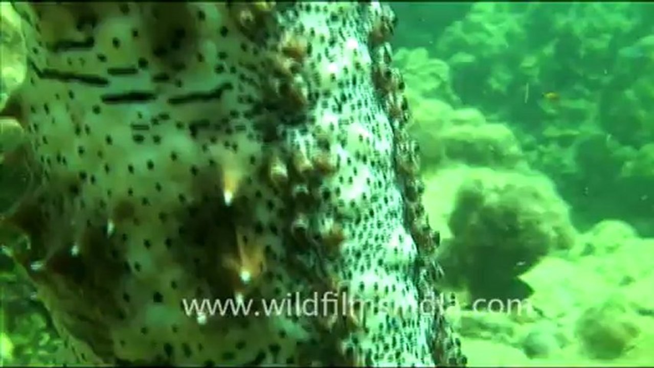 1462.Sea Cucumber.mov