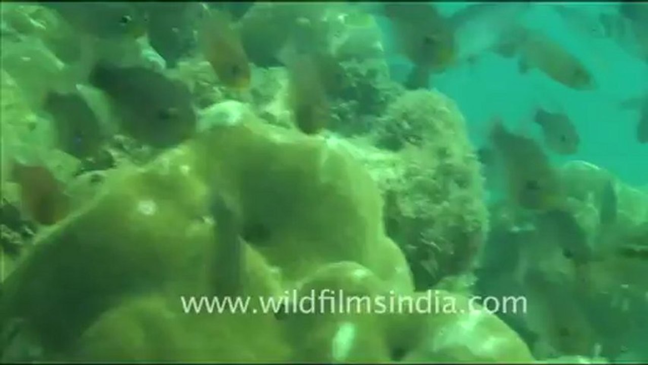 1472.Fishes in Andaman.mov
