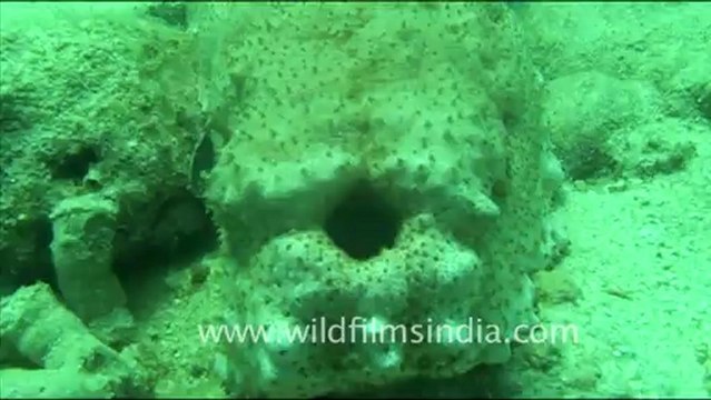 1479.Sea Cucumber, Andaman.mov