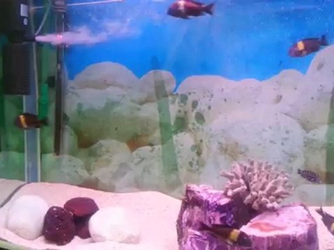 Tropheus Duboisi Maswa tankım