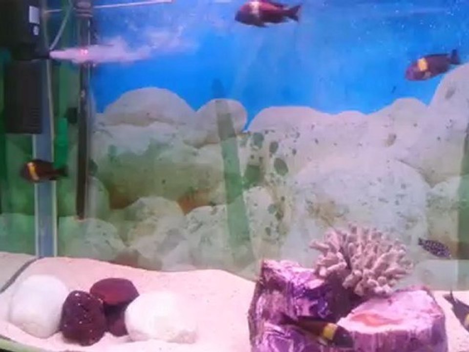 Tropheus Duboisi Maswa tankım