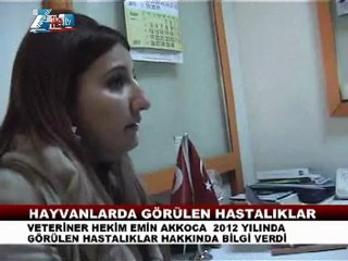 2012 yılında zilede hayvancılık