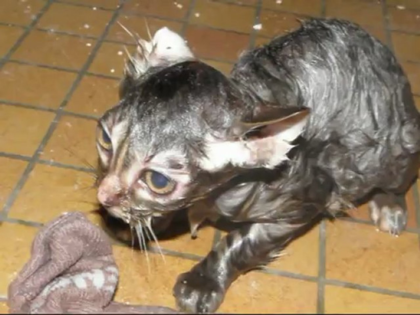 J Ai Accidentellement Mis Mon Chat Dans Le Seche Linge chat après quelques tours en lave-linge - Vidéo Dailymotion