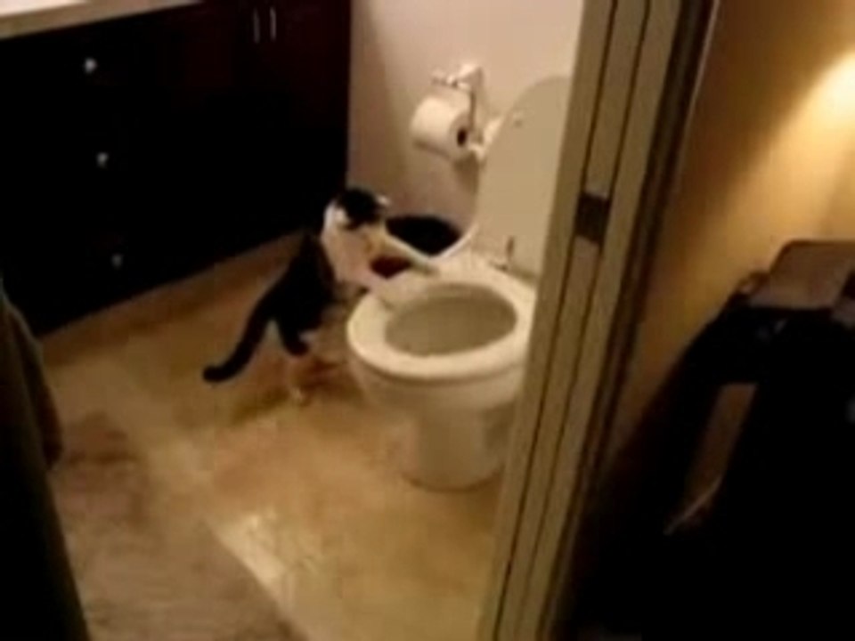 Obsessive complusive cat