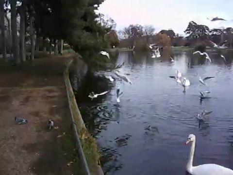 Vos gueules les mouettes...