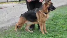 Falvavolgyi Qwina
