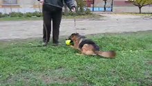 Falvavolgyi Qwina 1