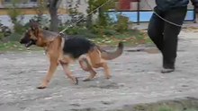 Falvavolgyi Qwina 2