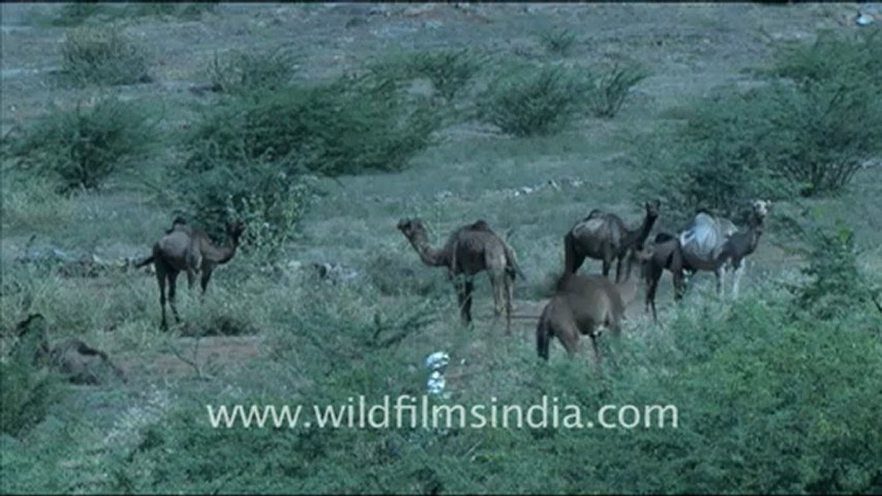 1613.Camels in Rajasthan.mov