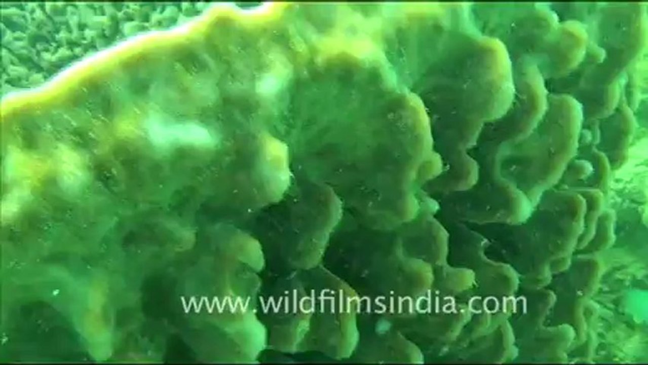 1480.Underwater World.mov