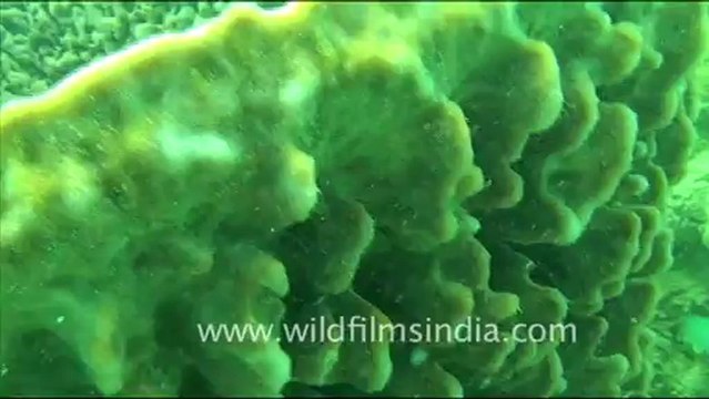 1480.Underwater World.mov