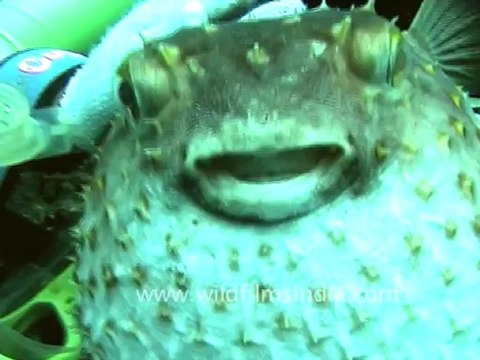 1490.Puffer fish, Andaman.mov