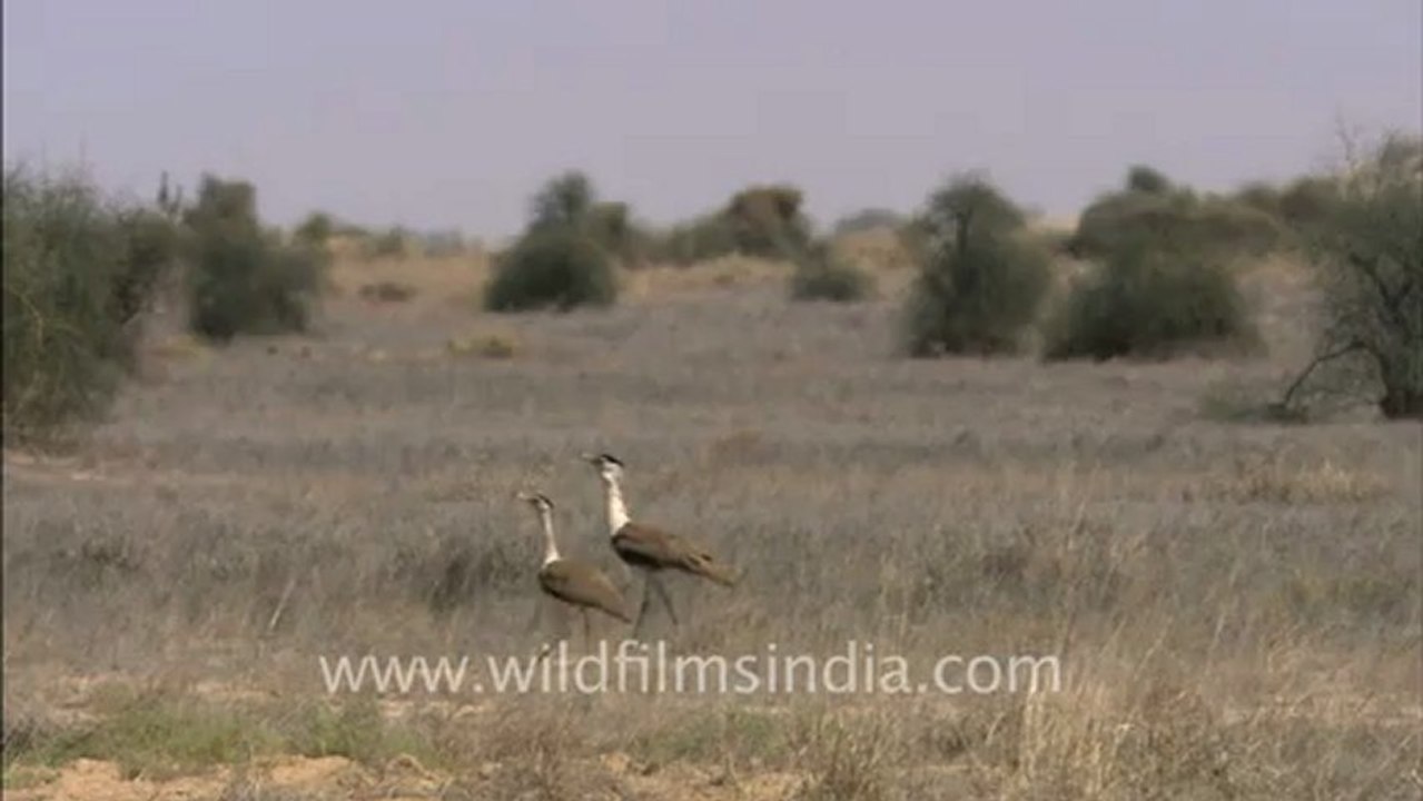 1492.Great Indian Bustards in Rajasthan.mov