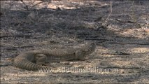 1495.Indian spiny-tailed lizard.mov