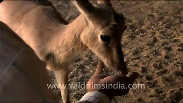1506.Bishnoi man Feeding Blackbuck young in Rajasthan.mov