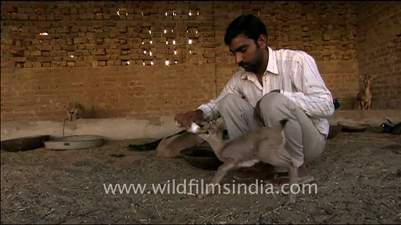 1502.Deer in Rajasthan.mov