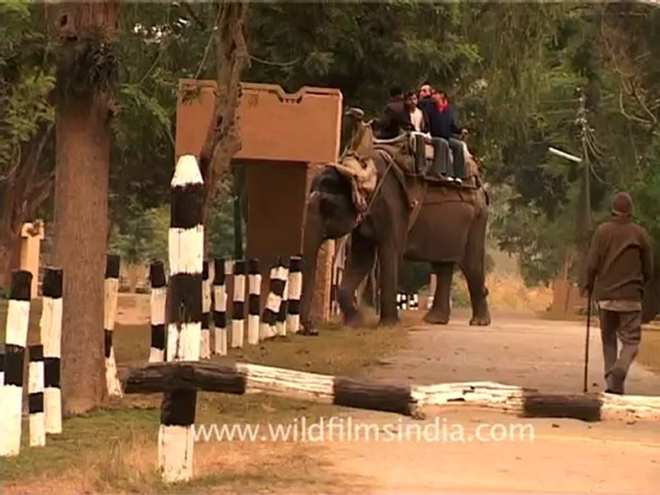1523.Elephants ride in Corbett National Park, Uttarakhand.mov video Dailymotion