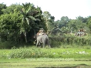 1525.Elephant Safari in Kaziranga - precursor to the tiger attack!.mov