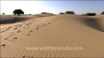 1527.Sam Sand Dunes in Desert National Park.mov