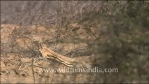 1534.India spiny-tailed lizard in Desert Nationa Park, Rajasthan.mov