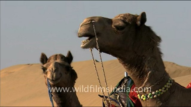 1539.A Man riding camel in Desert National Park.mov