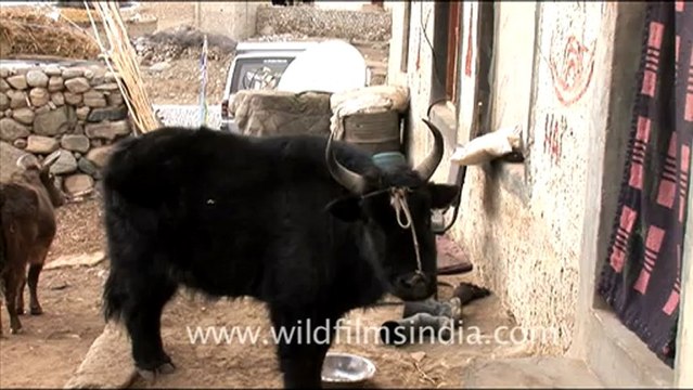 1545.Yaks in Ladakh.mov