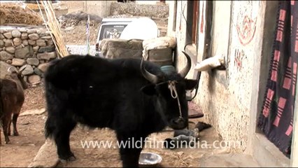 1545.Yaks in Ladakh.mov