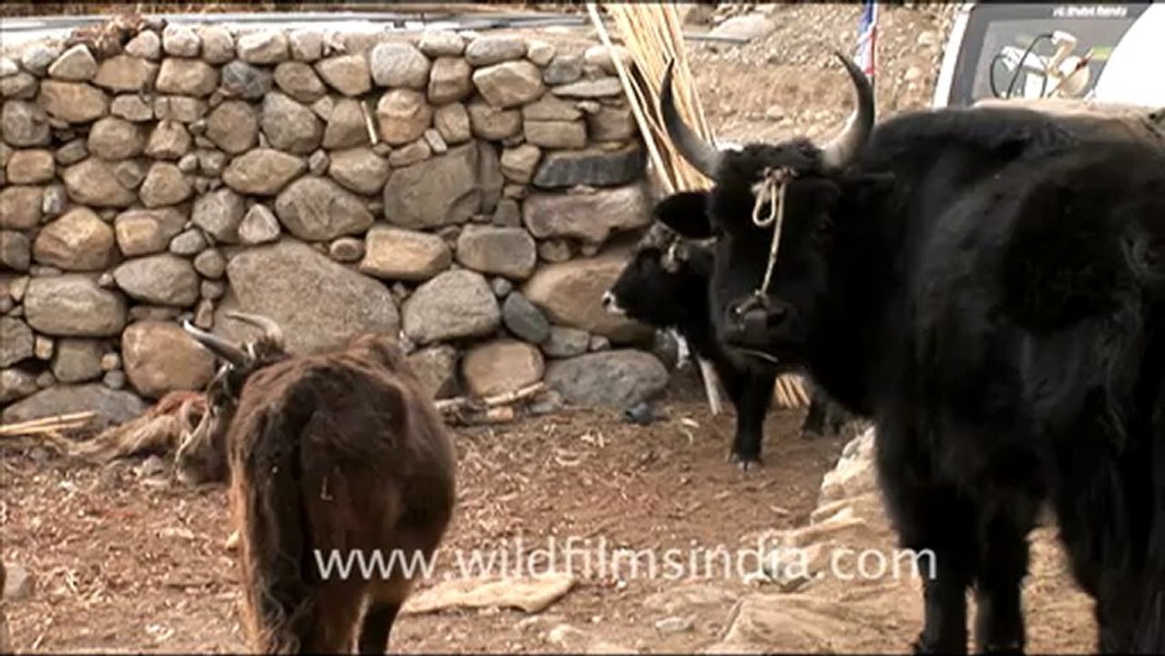 1547.Yaks, Ladakh.mov