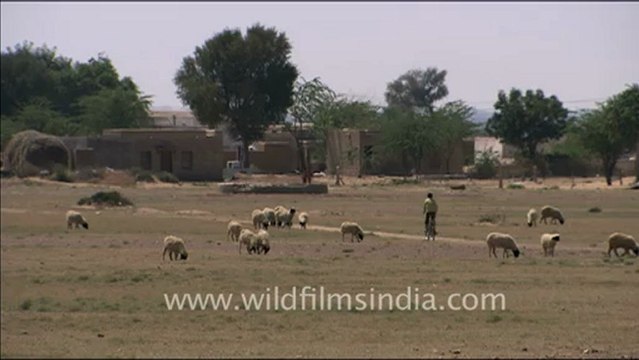 1557.Herd of sheep grazing in a field, Rajasthan.mov