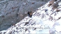 1559.Tourists trekking in Ladakh.mov