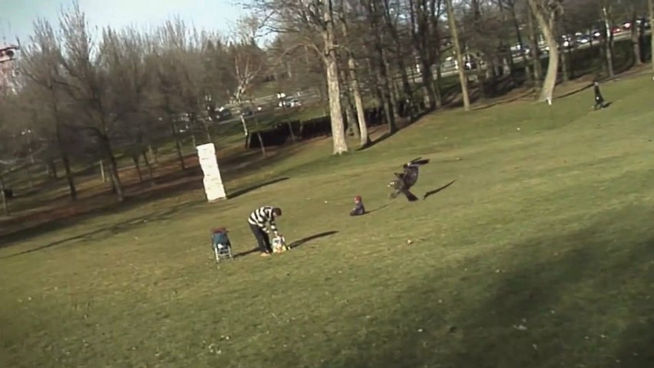 Un aigle royale attaque un enfant