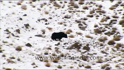 1564.Yaks in the snow, Ladakh.mov