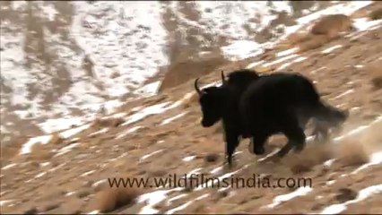 1566.Yaks running in the mountains of Ladakh.mov