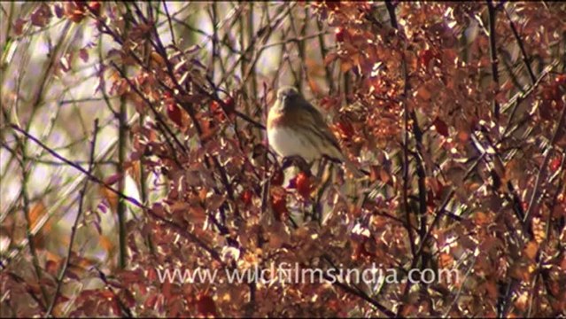 1577.Rosefinch in Ladakh.mov