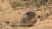 1584.Indian Spiny-tailed lizard in Desert National Park.mov